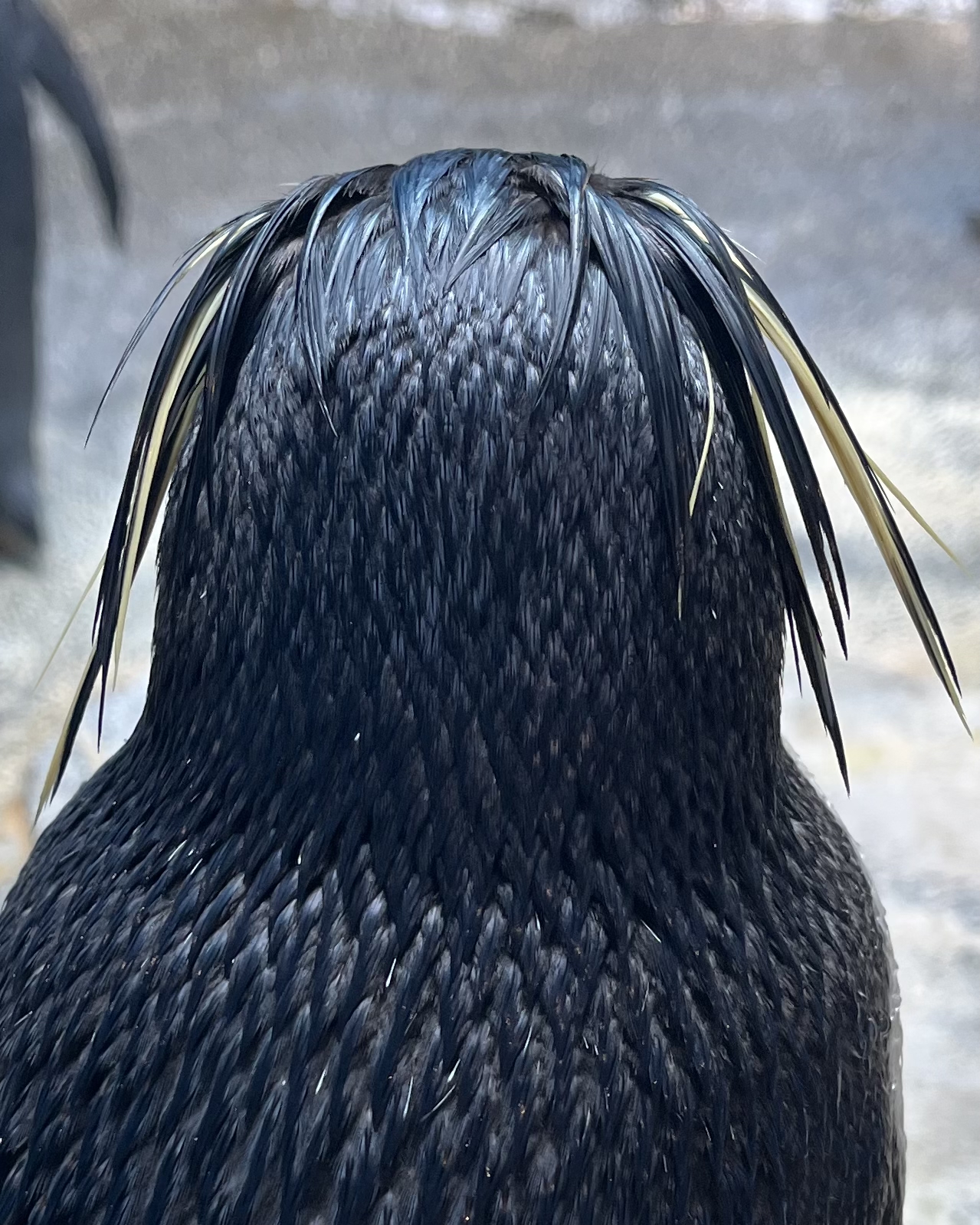 両手を広げてpart 1ジェンツーペンギン👐 #長崎ペンギン水族館