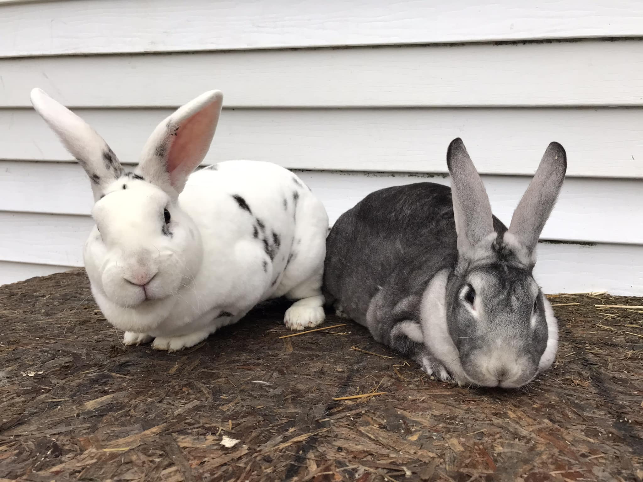 Black Charlie standard rex and silver fox rabbit breeding
