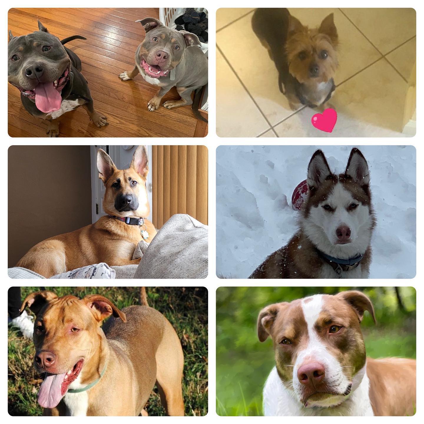 Shults Ford - It’s #nationalpuppyday so we asked our...