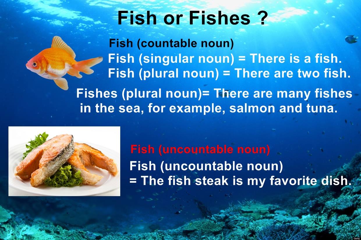 Routine - Fish หรือ Fishes? ปัญหาปลาๆ เล็กๆแต่ว่าเรื่องใหญ่ ? ปลา 1 ตัว ...