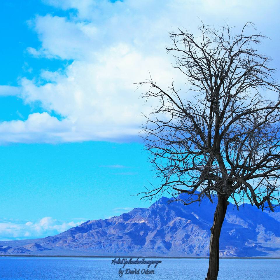 Artist Splendor Imagery