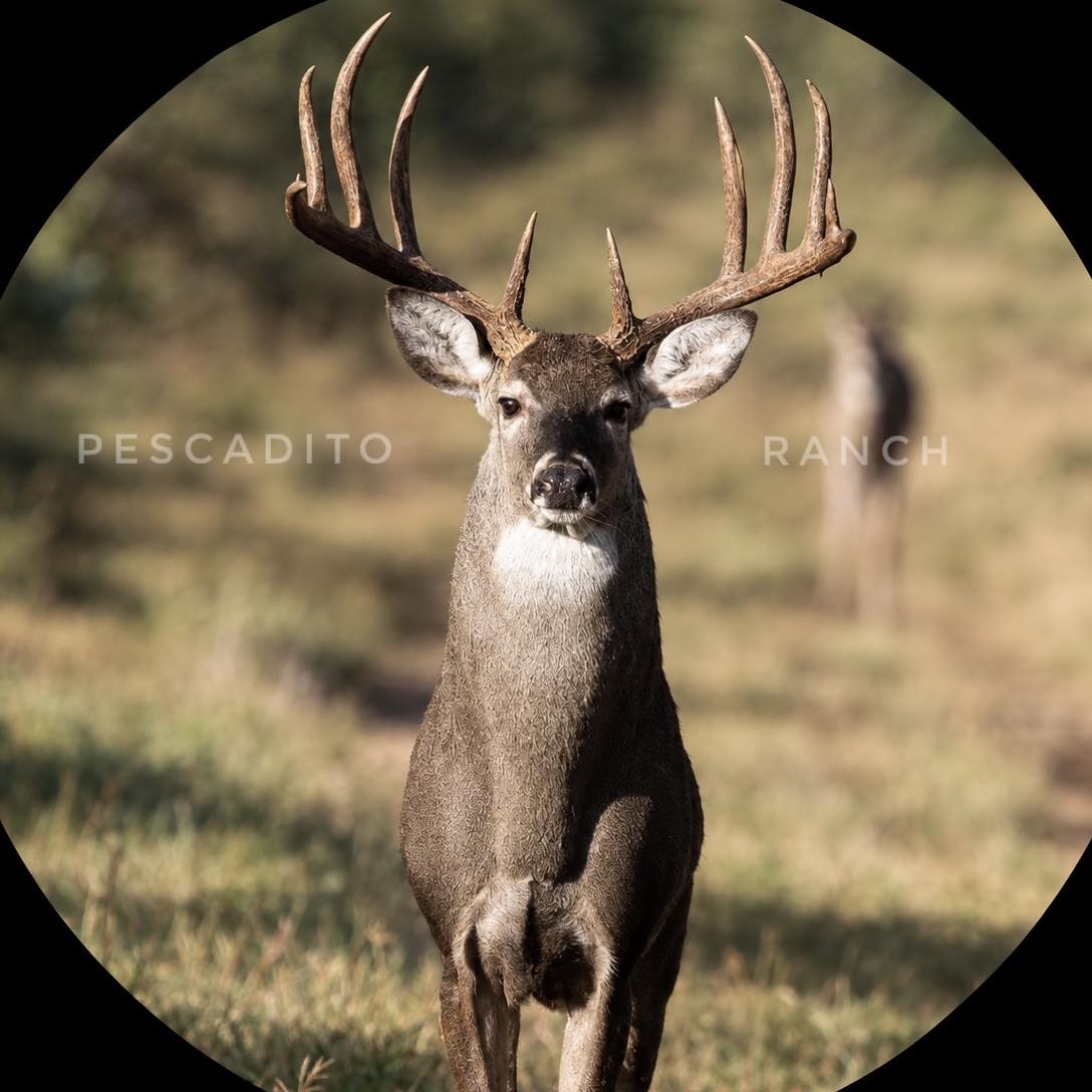 South Texas GIANTTT in the... - Pescadito Ranch & Outfitting | Facebook