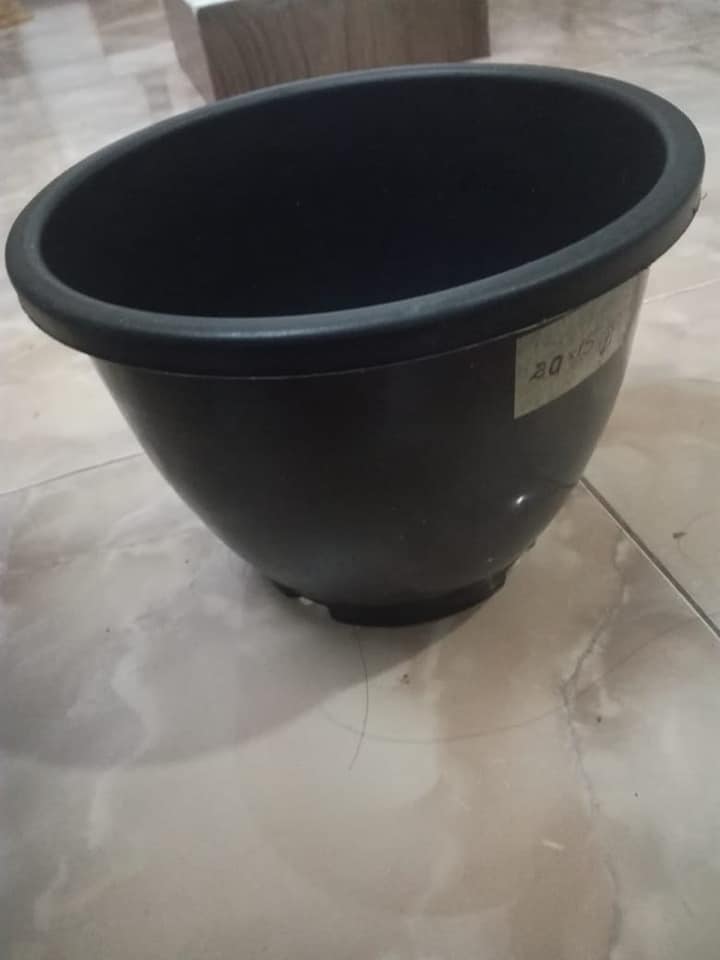 Mal Pochchi - මේ මල් පෝච්චි ගෙදරටම ගෙන්න ගන්න (28cm×20cm), දැන්ම ...