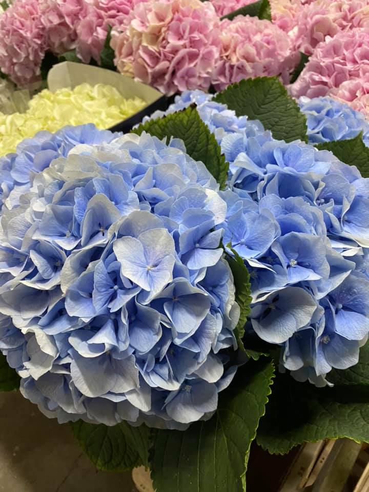 Flora Express