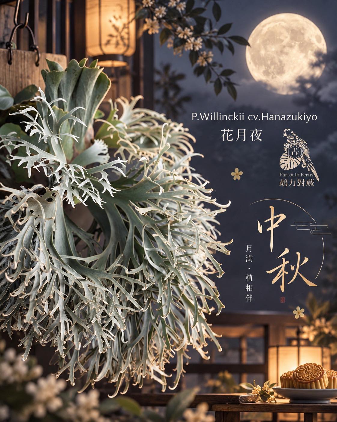 P.Willinckii cv. White swan （白天鵝） 沒錯，大家可能比較有印象的