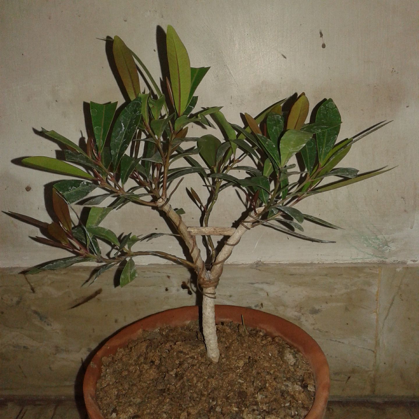 Syzygium jiewhoei, a plant that pleases both the eyes and the palate.