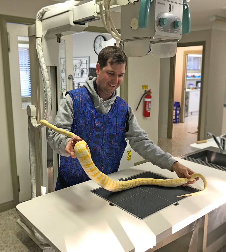 Constipated Snake This Bellbowrie Veterinary Surgery Photo Inspiration