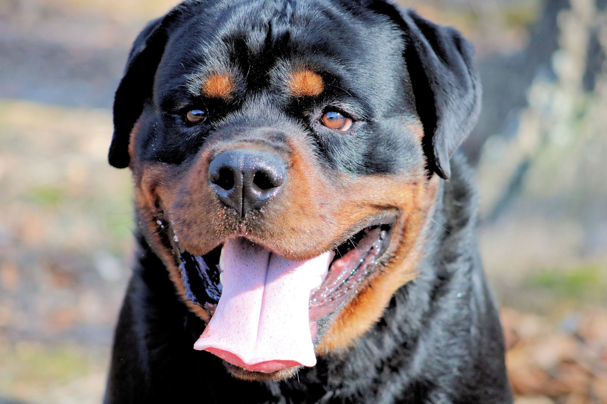SouthernTier Rottweilers | Rome GA