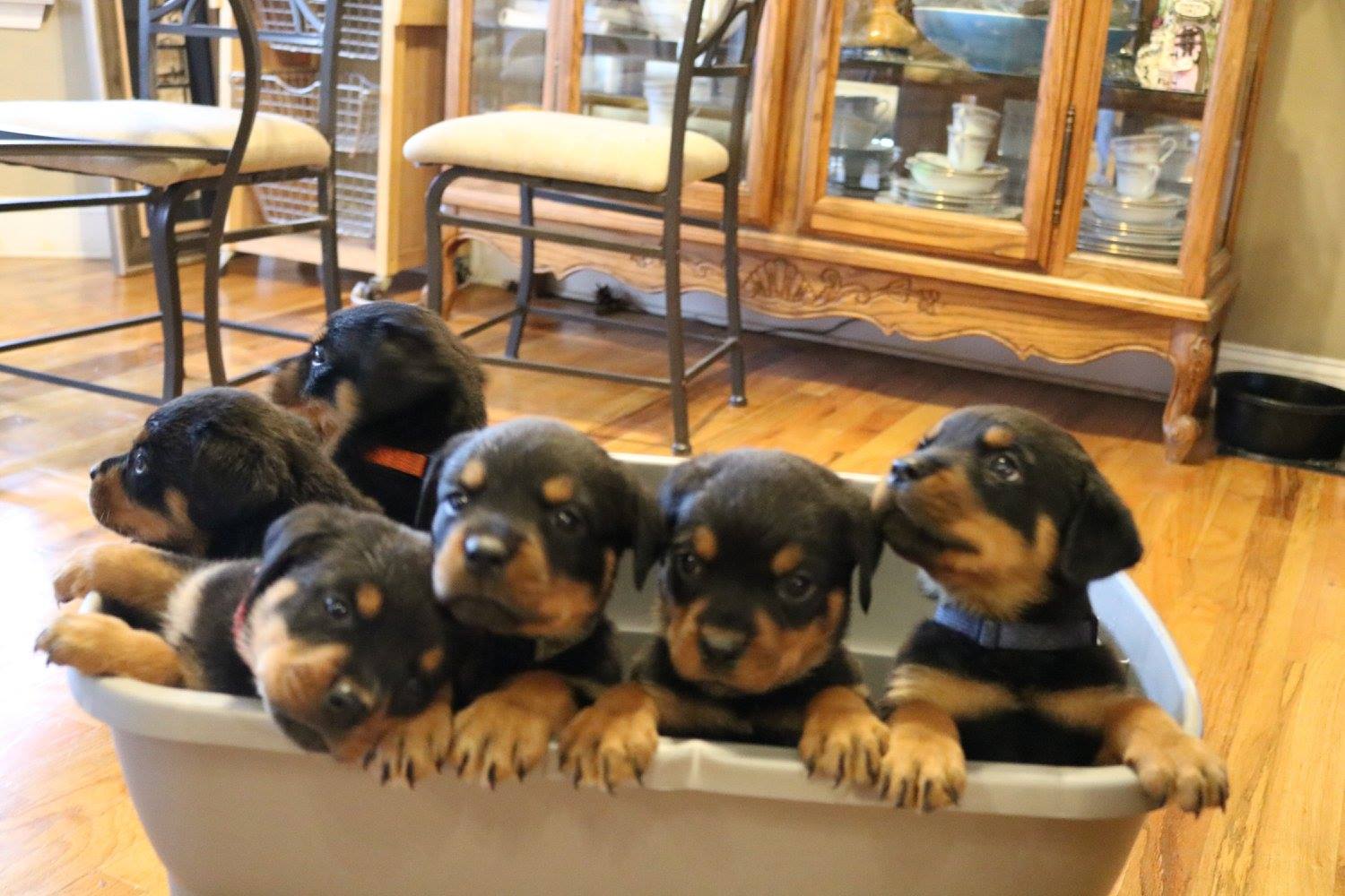 SouthernTier Rottweilers | Rome GA