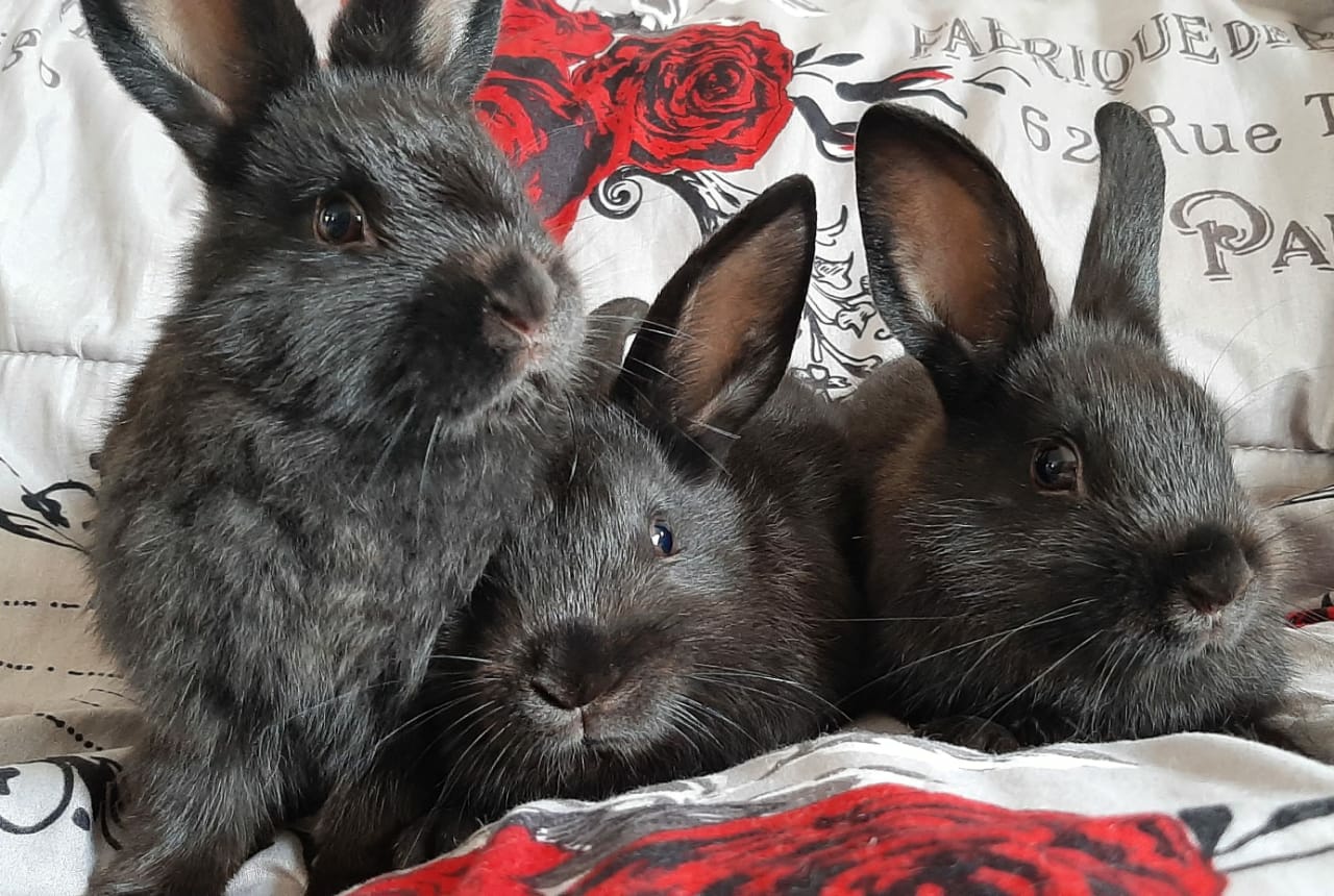 *ADOPTED* Raven, Cole and Bear... - Noordhoek Bunny Rescue | Facebook
