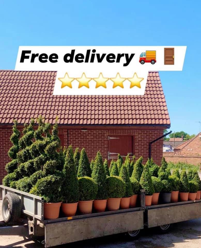 ‼️ BOX TREES DELIVERIES ‼️ Highest... - Box trees deliveries