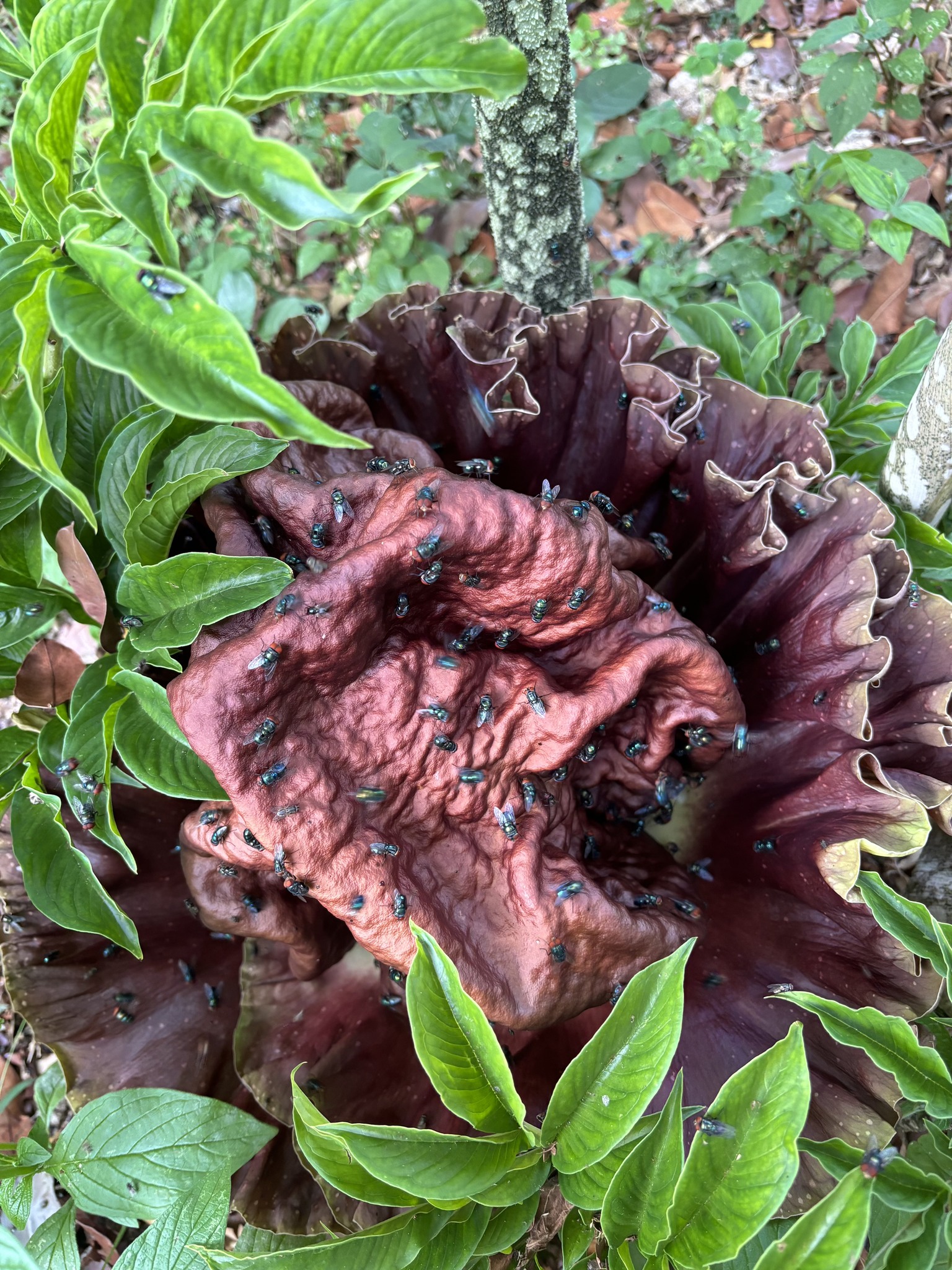 Amorphophallus plant set to bloom at Milwaukee Public Museum