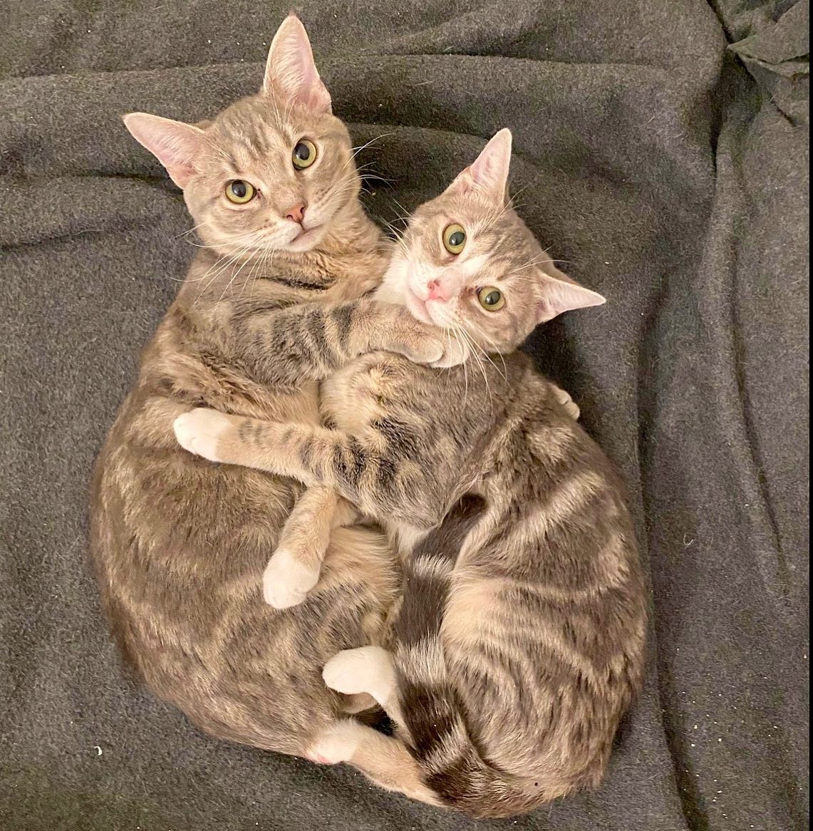 Meet super hunk, Chip and his... - Meow House Cat Rescue