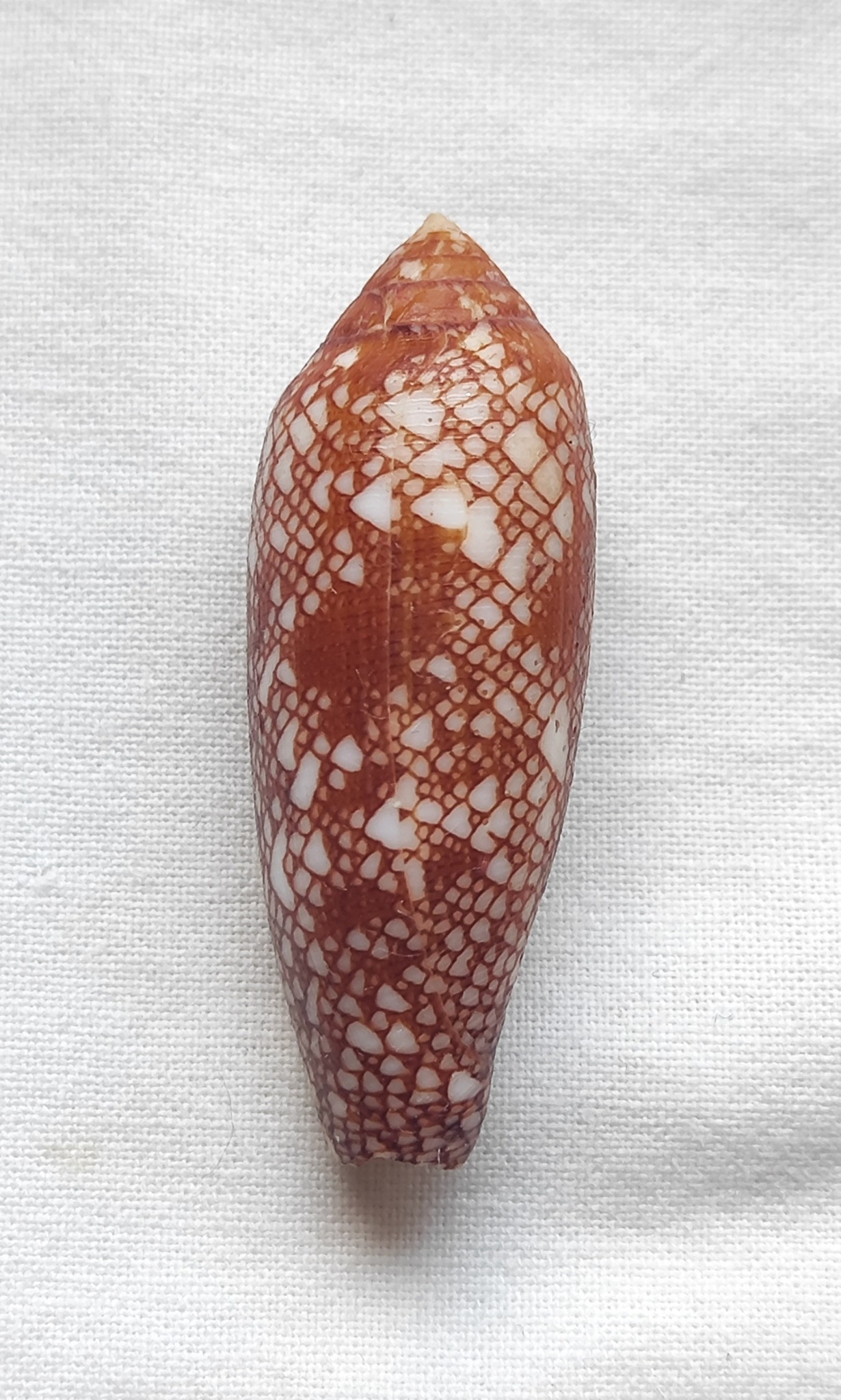 イモガイ貝殻 Darioconus Auricomus Darioconus auricomus, mm.47+ by divers at about 20 mt.depth from