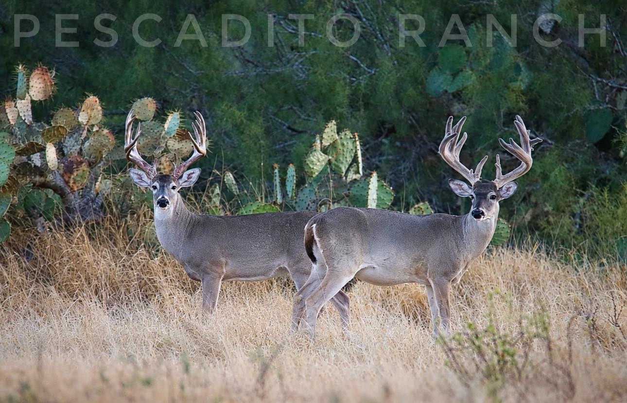 Pescadito Ranch & Outfitting