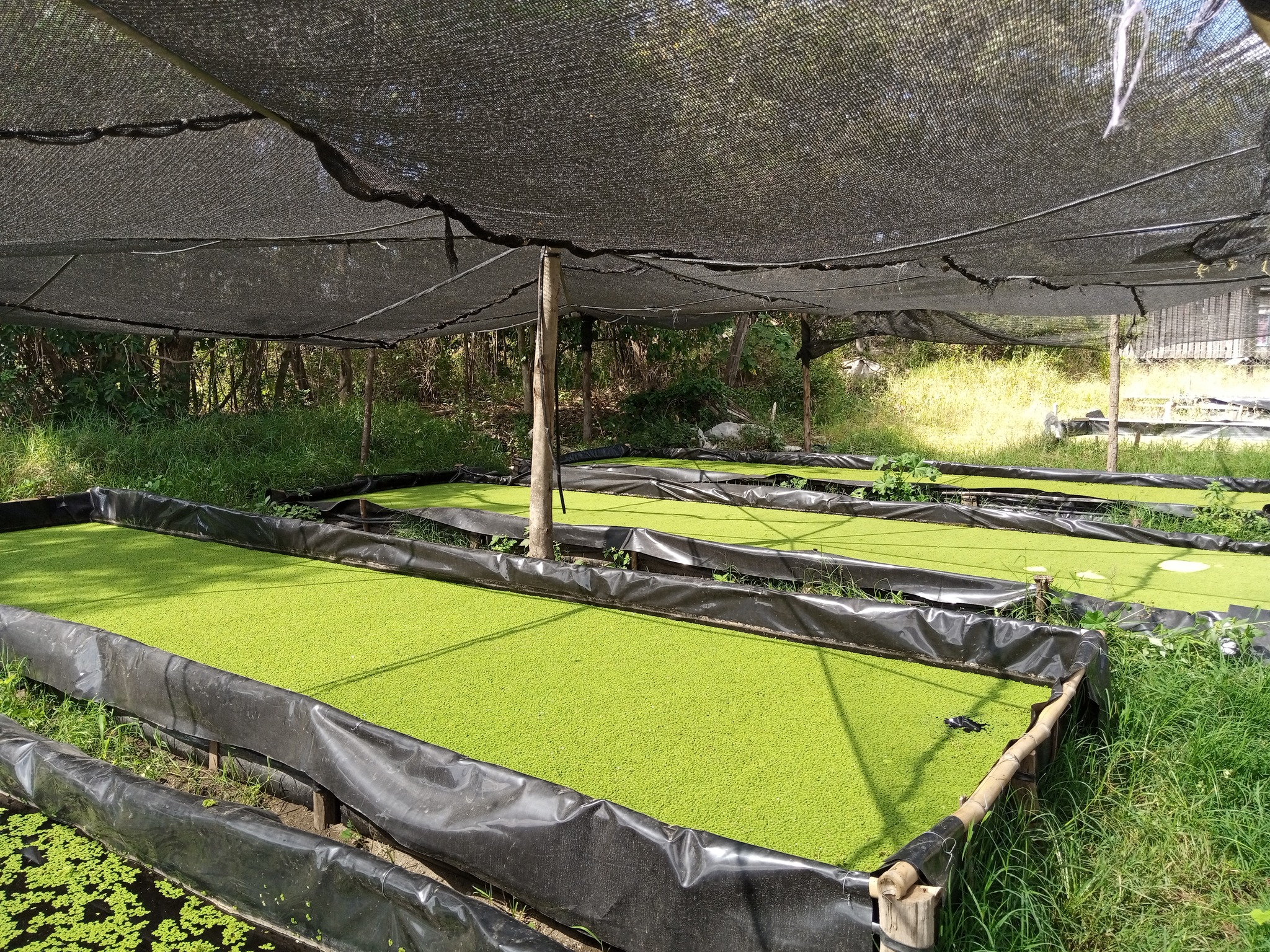 Kimani's FARM