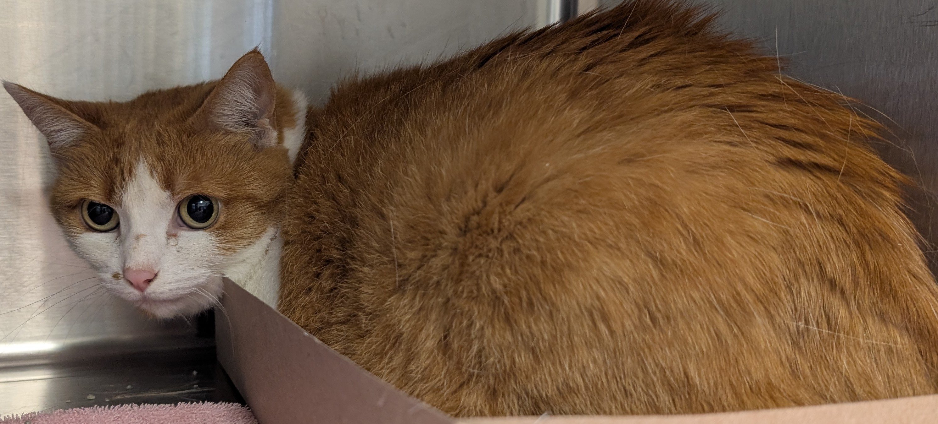 Rowan - Available for Adoption Now!!! Momma ( June ) A113339 8 yr ...