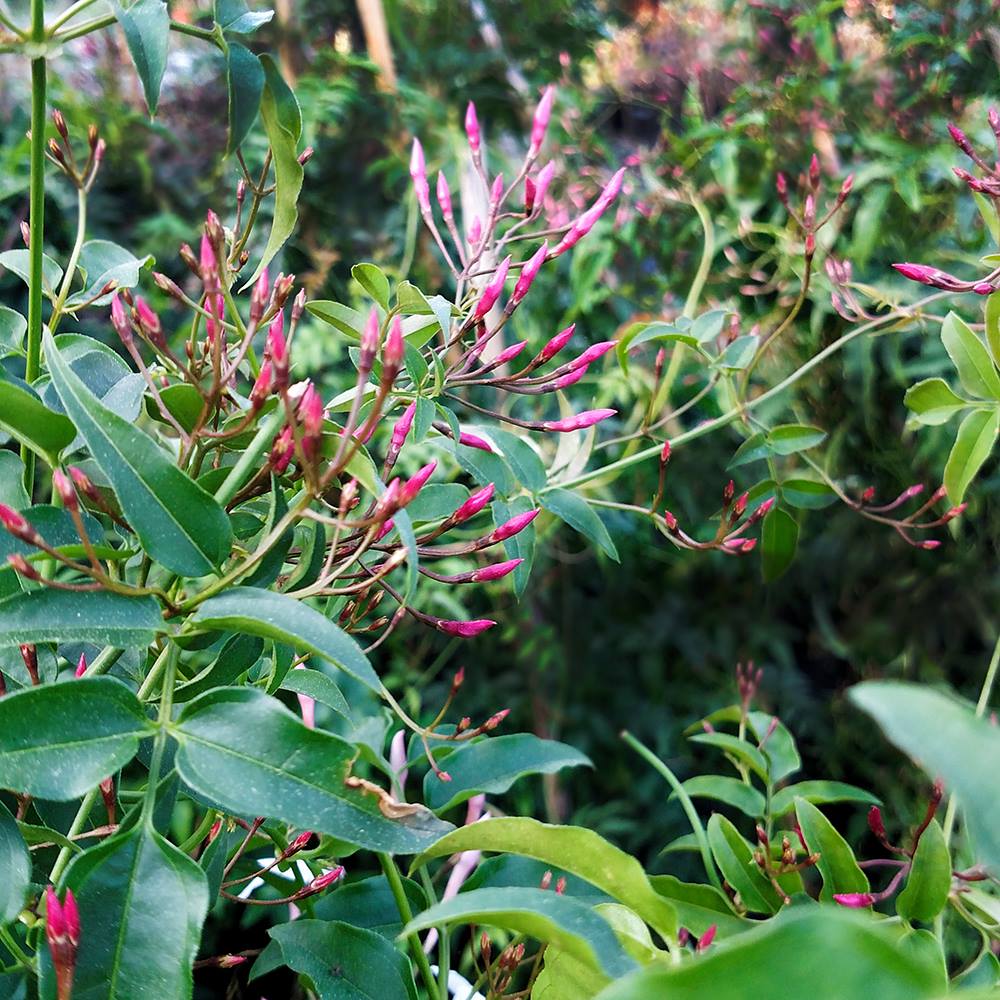 Hermosos, perfumados y muy... - Vivero Multiplant
