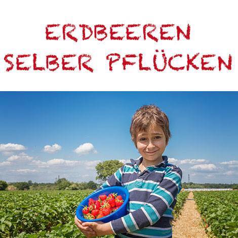 Pfingstmontag Erdbeeren Selber Pflucken Kuppers Erdbeeren