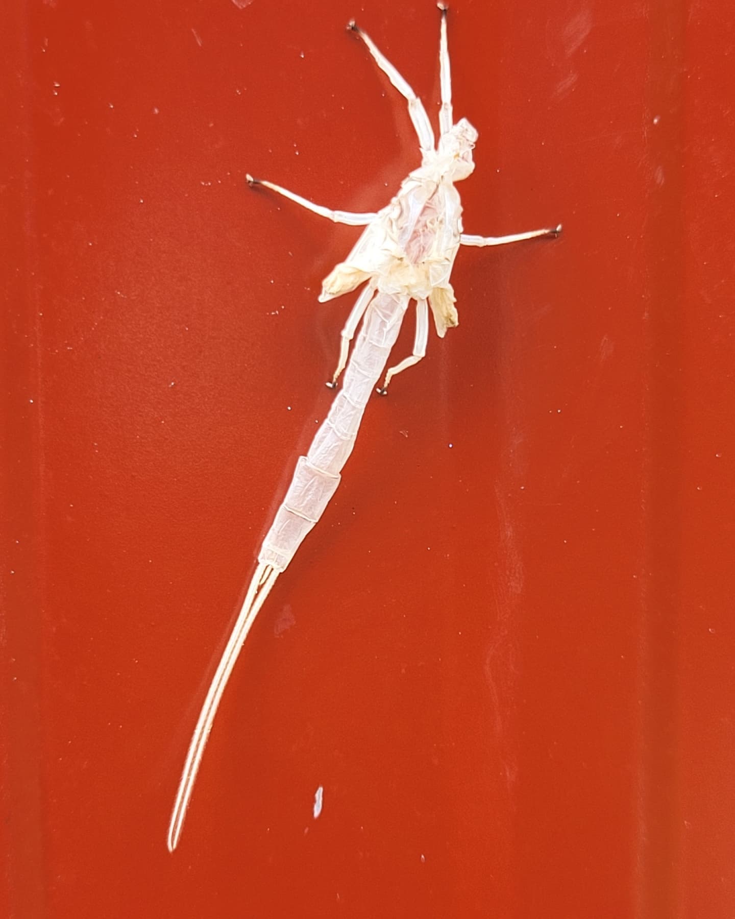 Mason-Dixon Historical Park - Mayfly skins always interesting to me ...