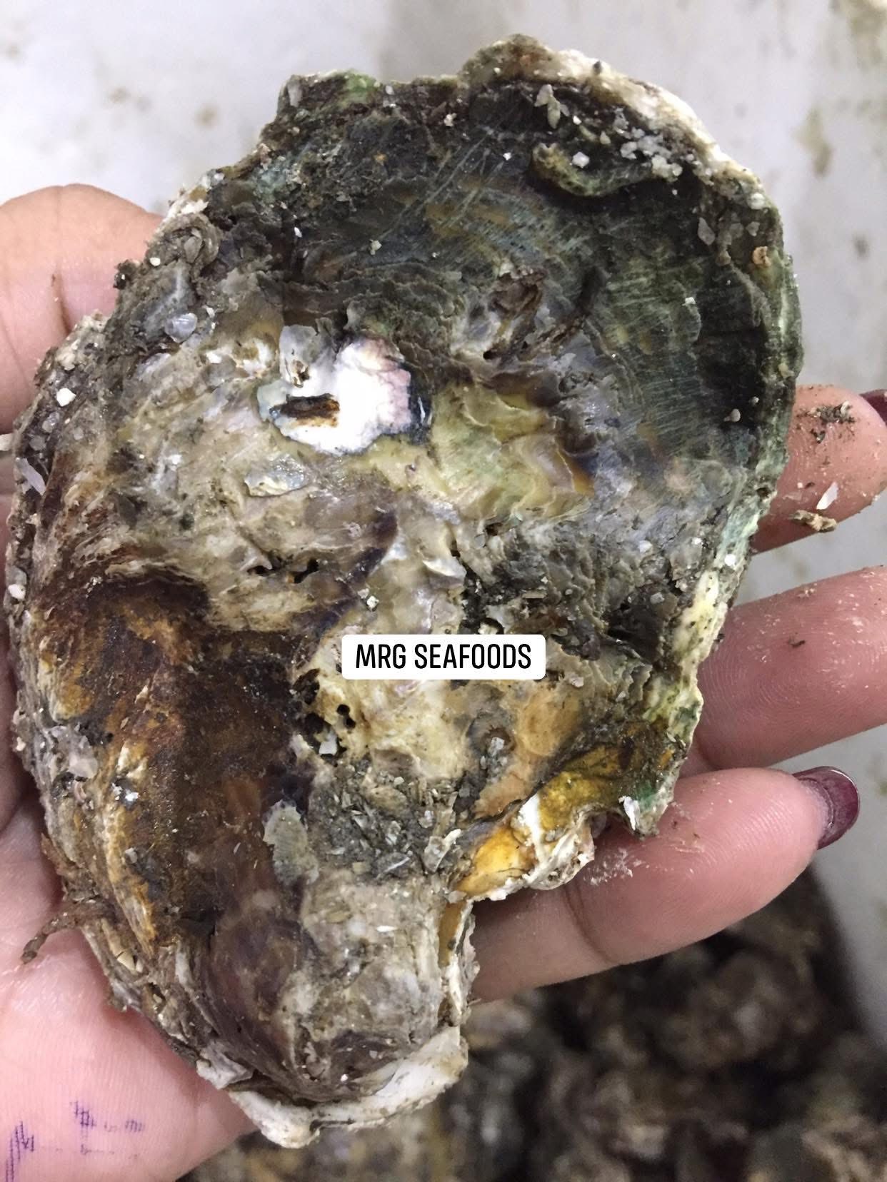 Mrg Seafoods Store - Fresh Seafoods Supplier