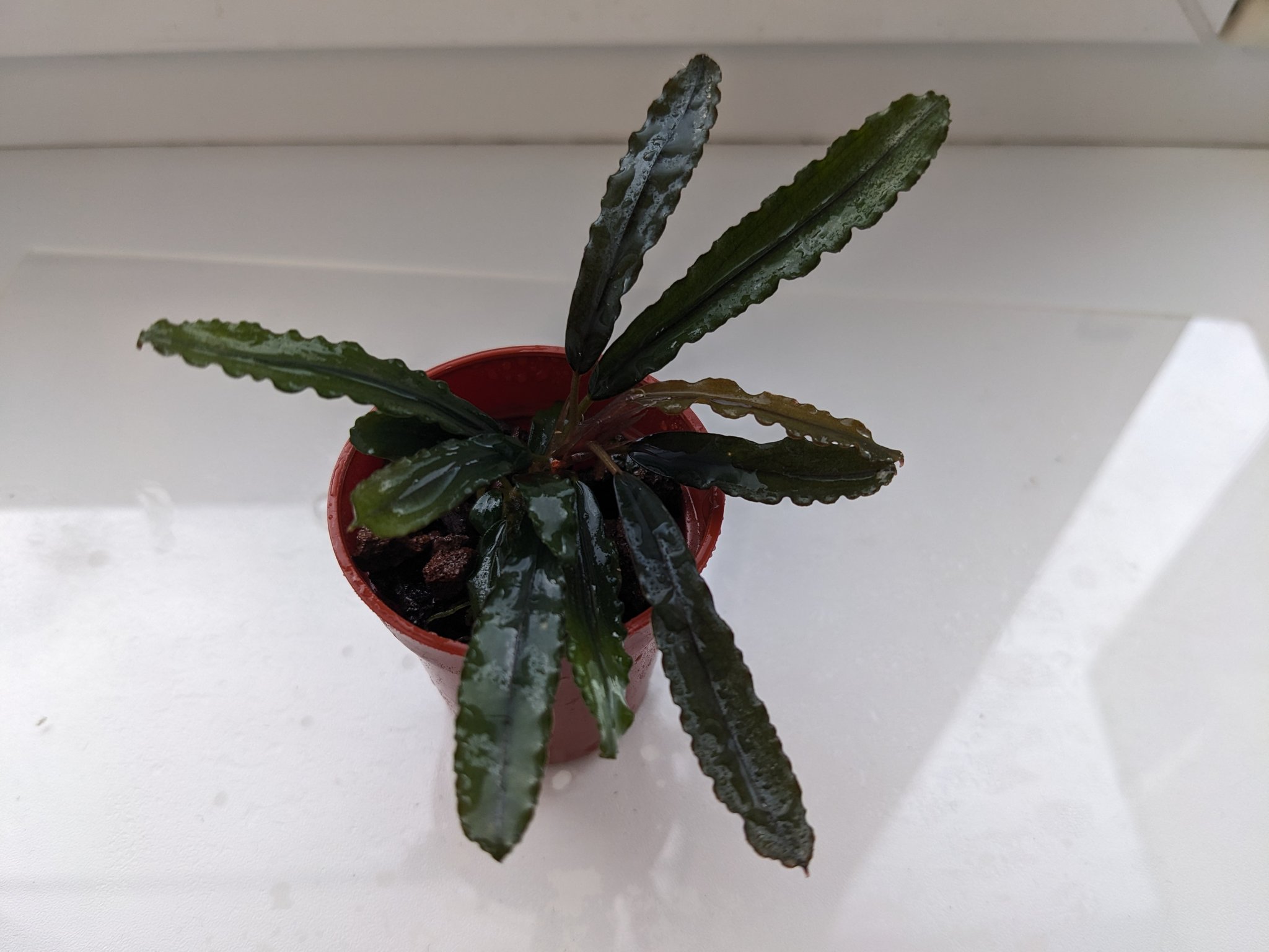 Bucephalandra Identification | Facebook