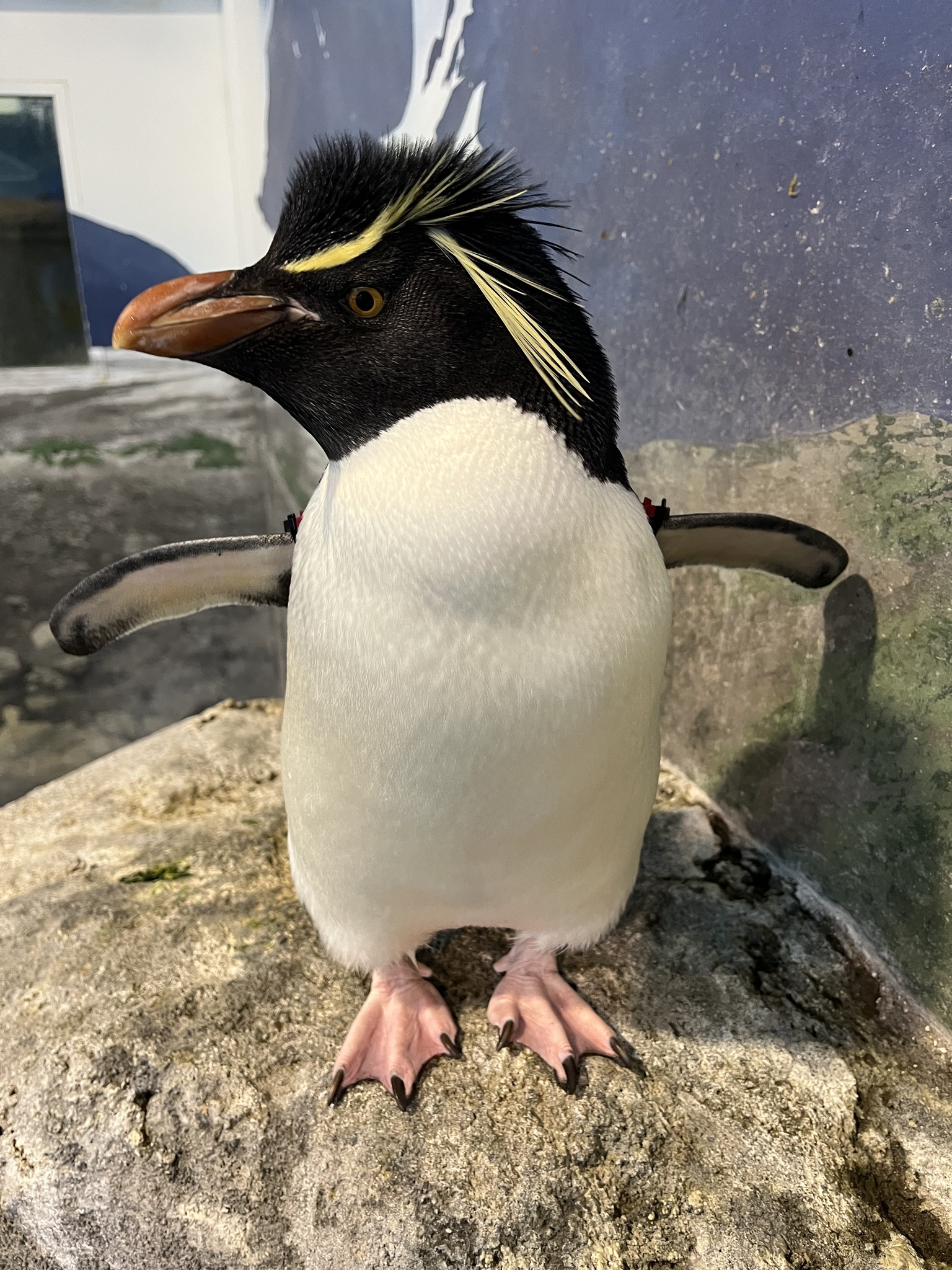 長崎ペンギン水族館 Nagasaki - 台風15号の被害は予想以上に少なく