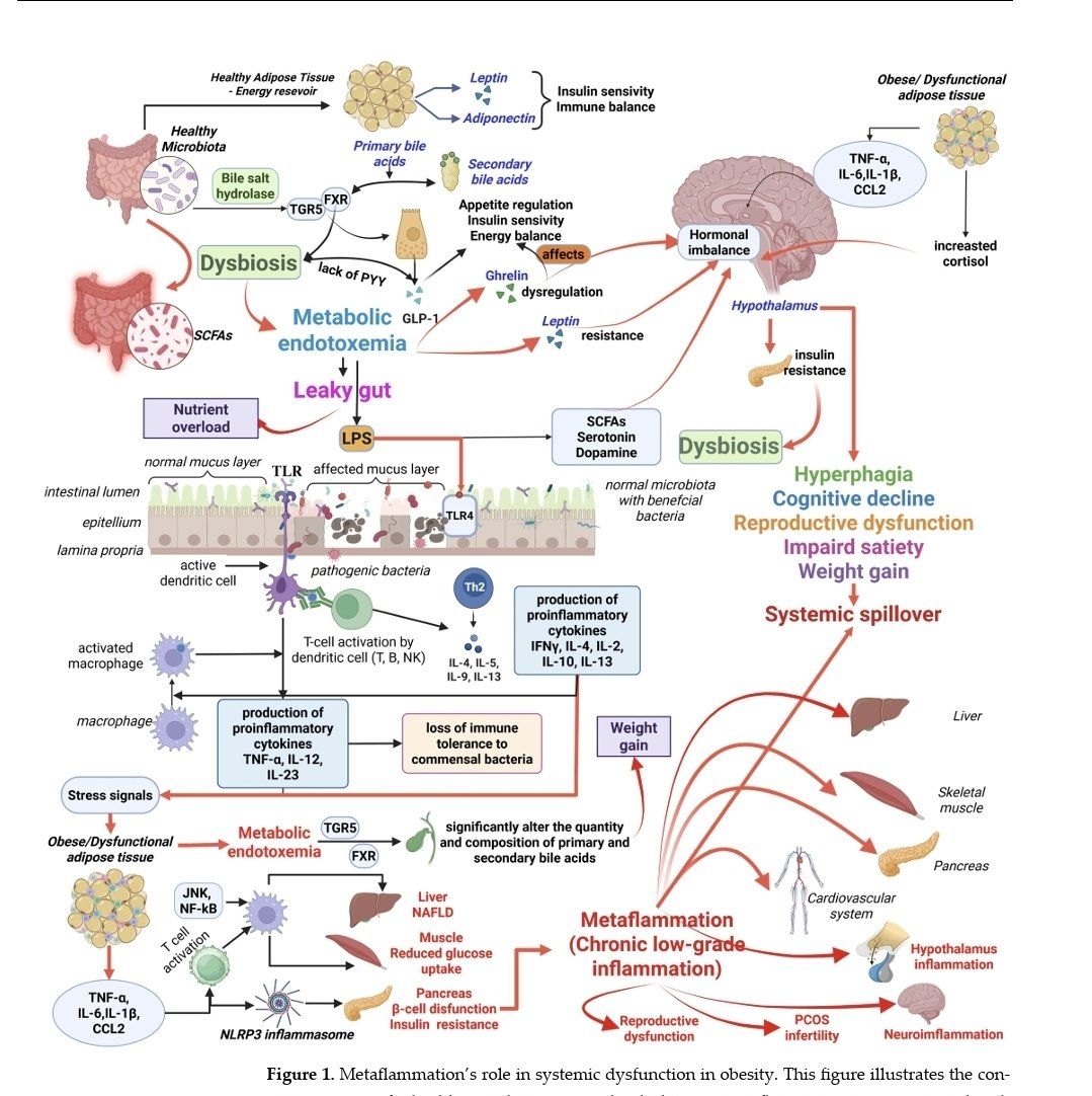 Picture of William - When gut imbalance turns into whole-body inflammation This ...