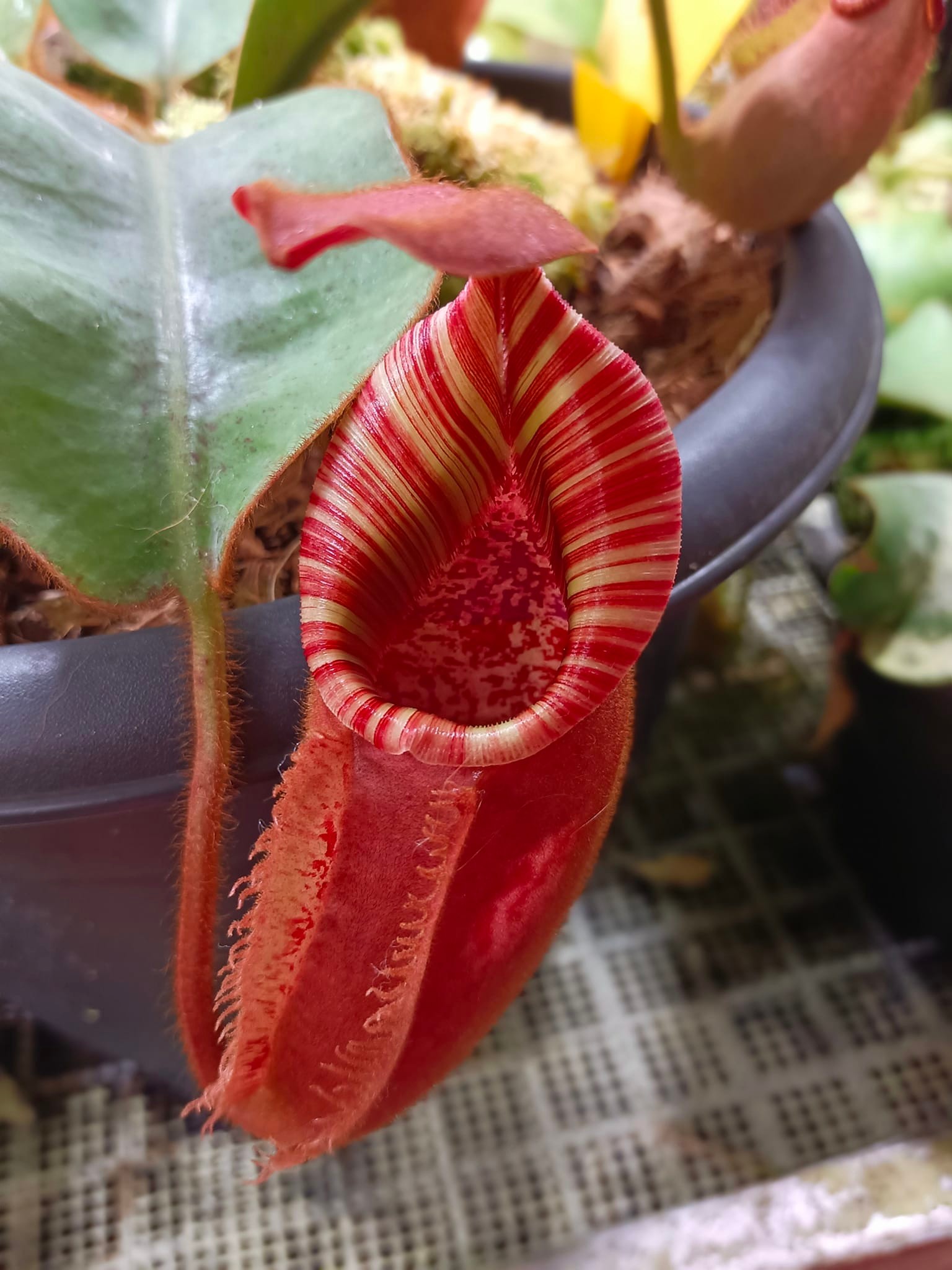 Nepenthes Veitchii 'Candy' x 'Candy' plant development