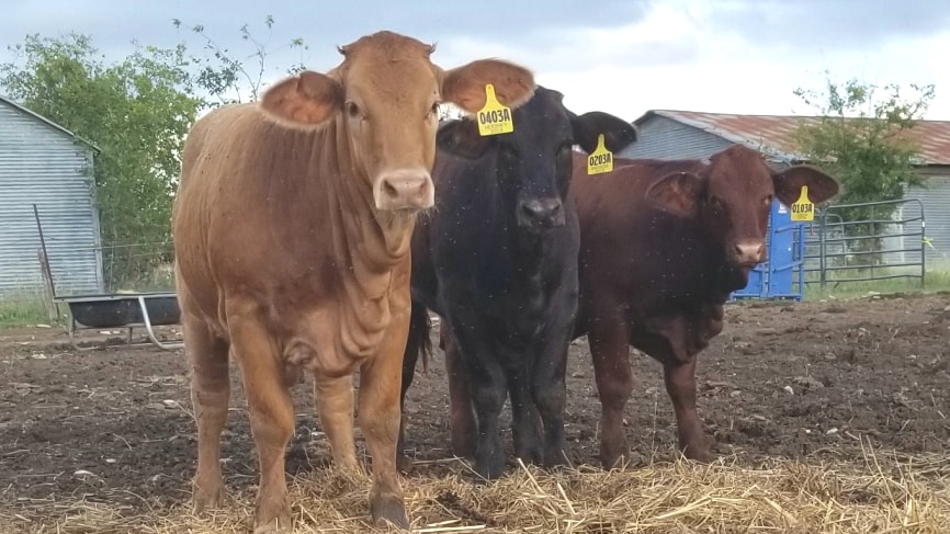 JBarT Livestock - Introducing the newest additions to J...