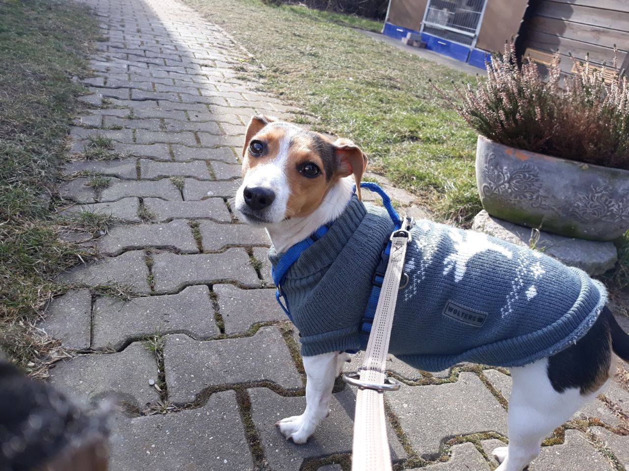 Heute Mochten Wir Ihnen Die Susse Kimba Tierheim Herne Wanne