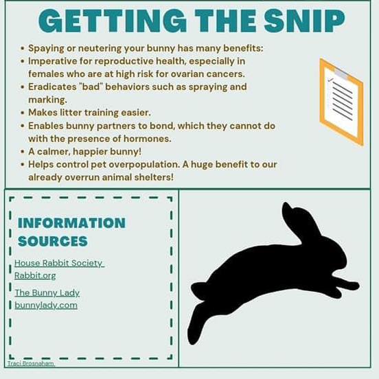 Dr. - Did you know rabbit? #trinirabbitvet #trinibunnyvet #trinirabbit ...