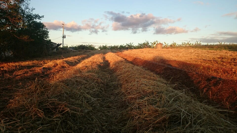 Springhaven Meadows | Bundaberg QLD