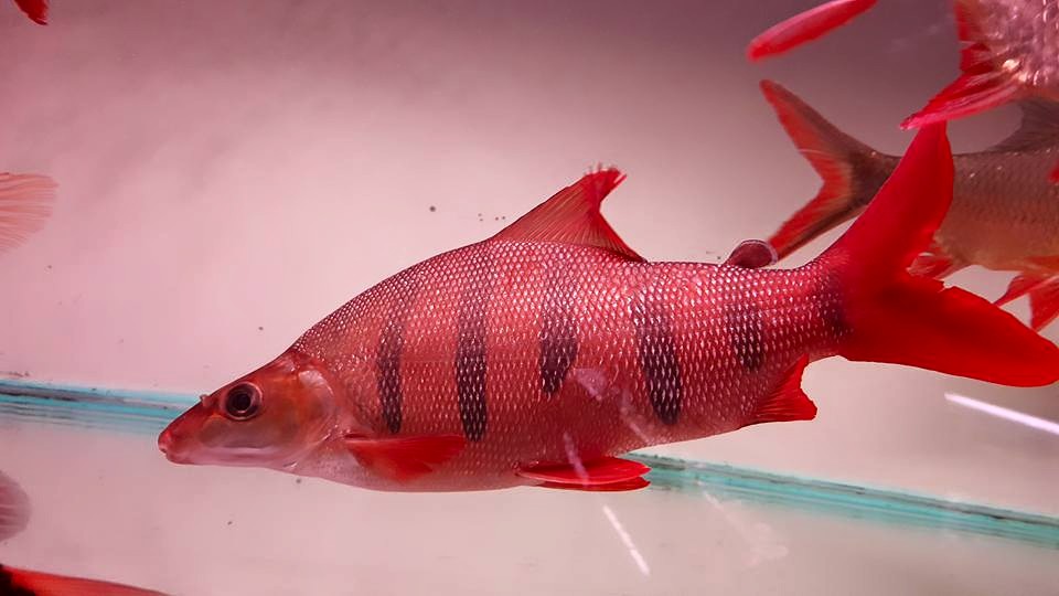 大新水族館 機會難得 35公分的皇冠九間 衹有一尾 超漂亮 可與龍魚 大型魚 混養 把握機會 Facebook