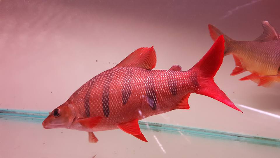 大新水族館 機會難得 35公分的皇冠九間 衹有一尾 超漂亮 可與龍魚 大型魚 混養 把握機會 Facebook