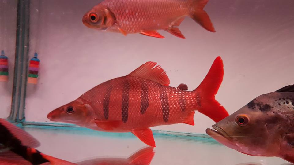 大新水族館 機會難得 35公分的皇冠九間 衹有一尾 超漂亮 可與龍魚 大型魚 混養 把握機會 Facebook