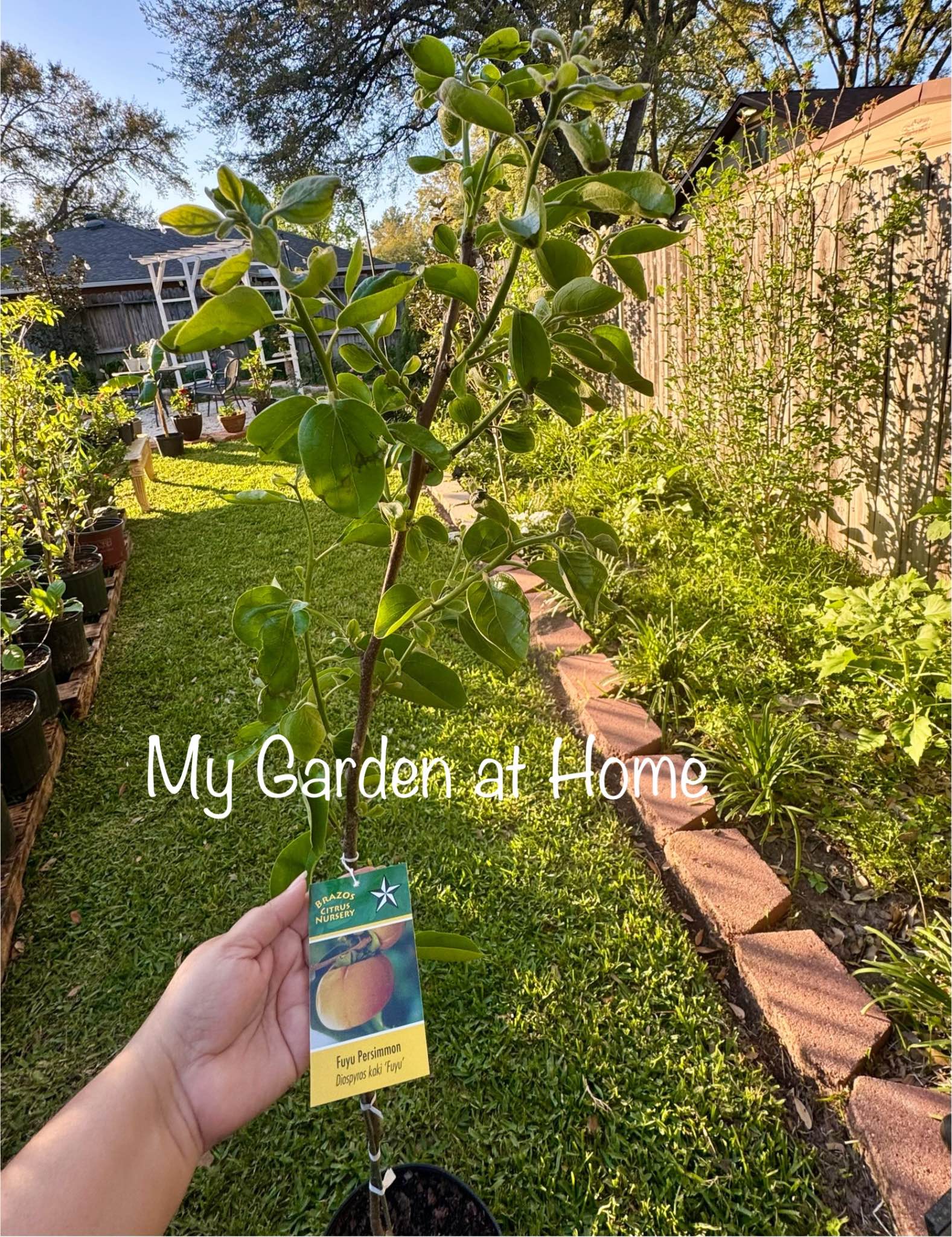 Fruit trees for sale jujube sugar cane, fuyu persimmon, guava , pear ...