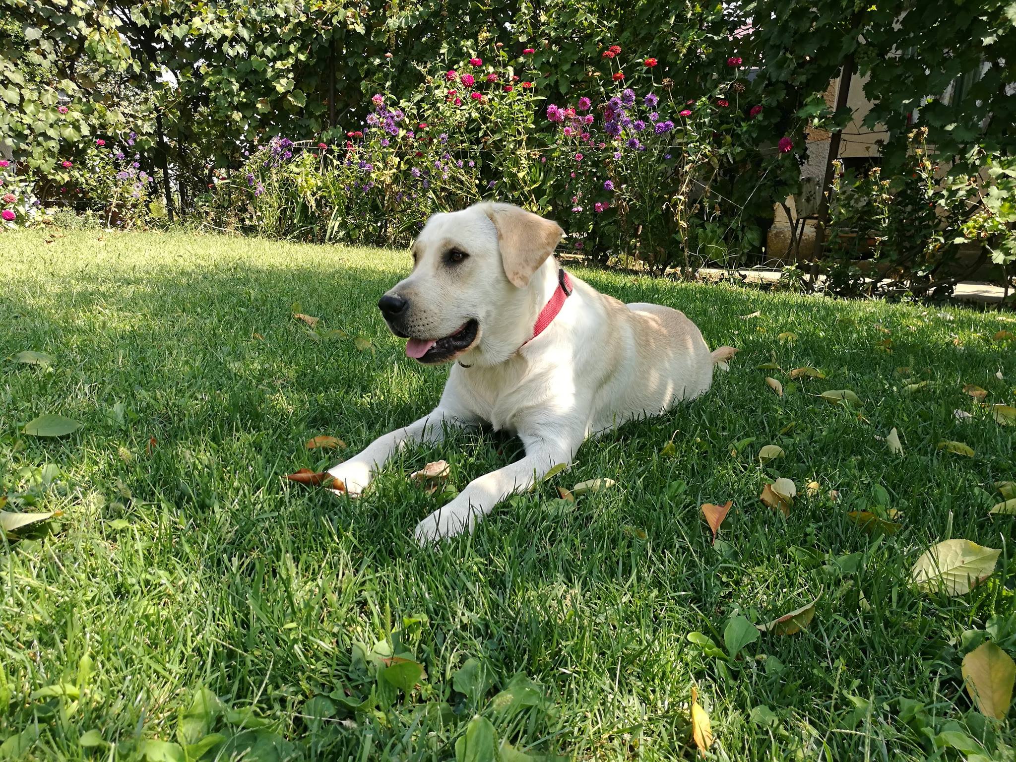 Labrador Retriever Bolintin