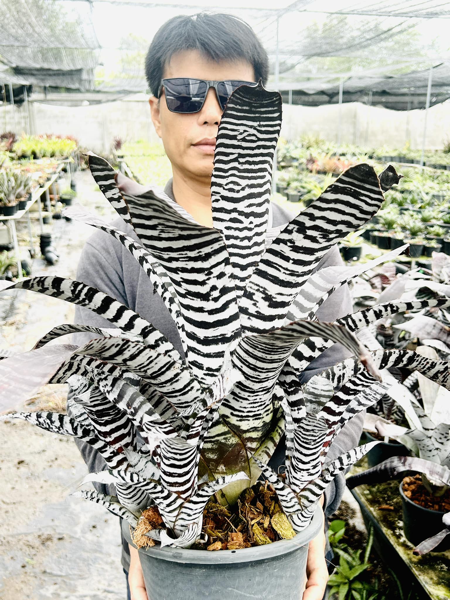Aechmea chantinii 'Silver Top' (under propagation)