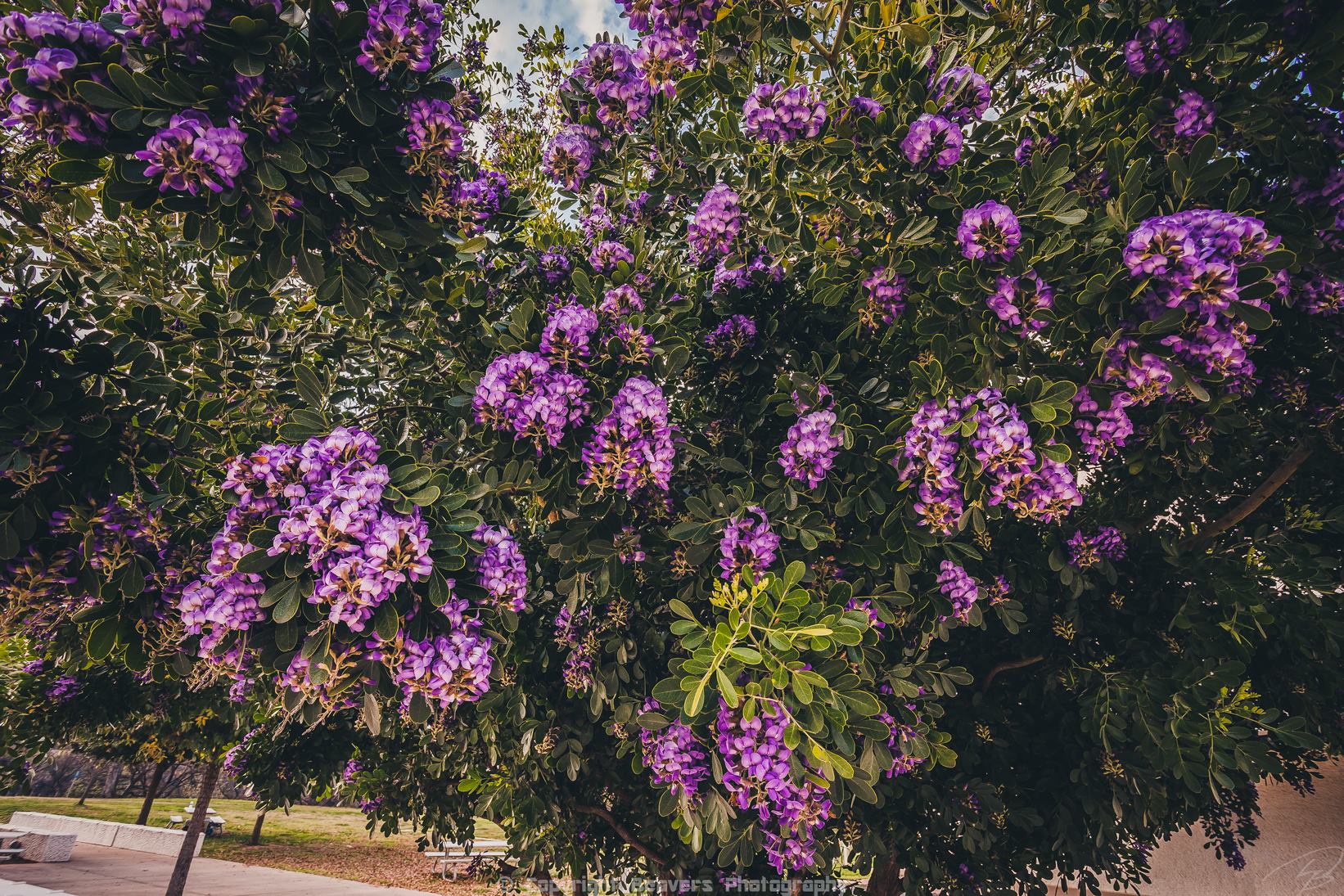 Texas mountain laurel blooms with grape fragrance