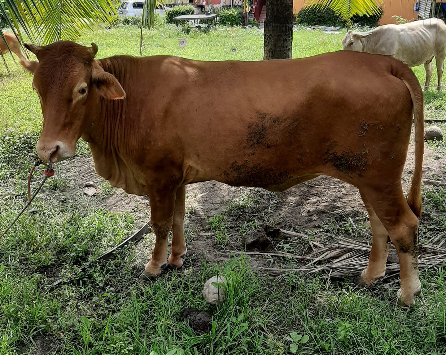 Ternakan Lembu Limousin Untuk Dijual Ibu Mengandung Facebook