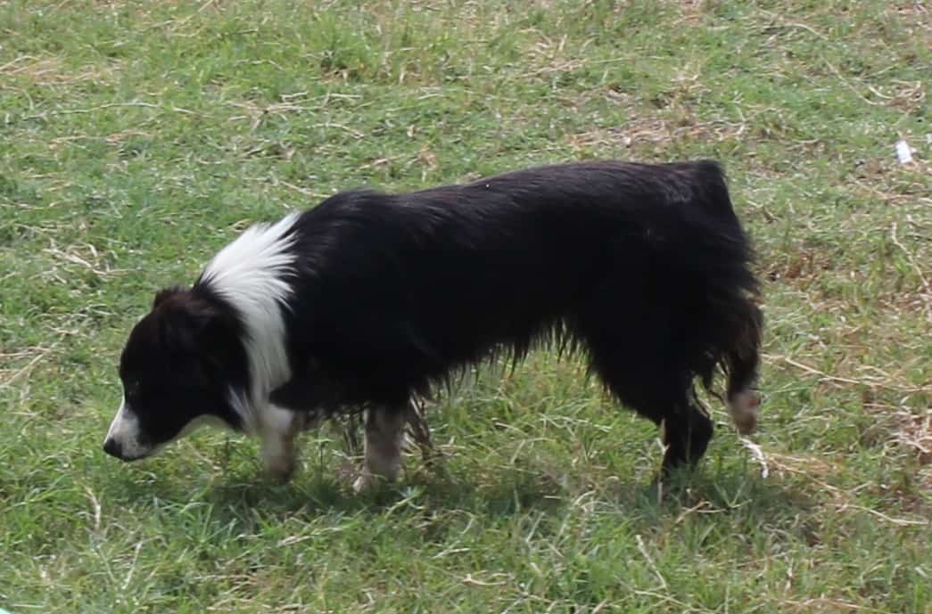 AJ Ranch Australian Shepherds | Rogers TX