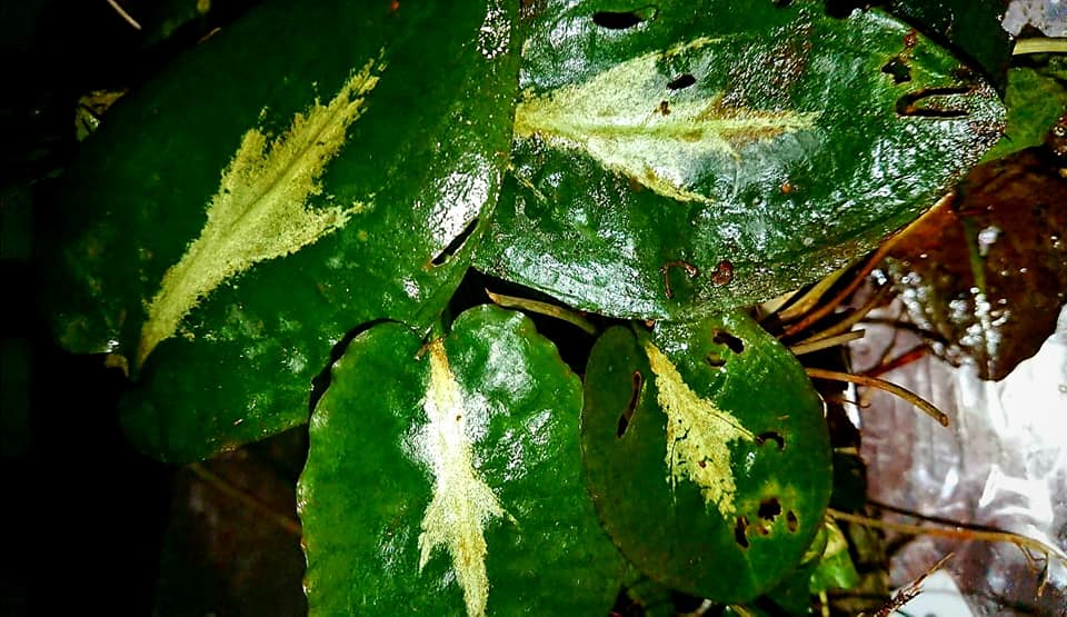Cryptocoryne Purple Emperor KN By Nakamoto We just can't take