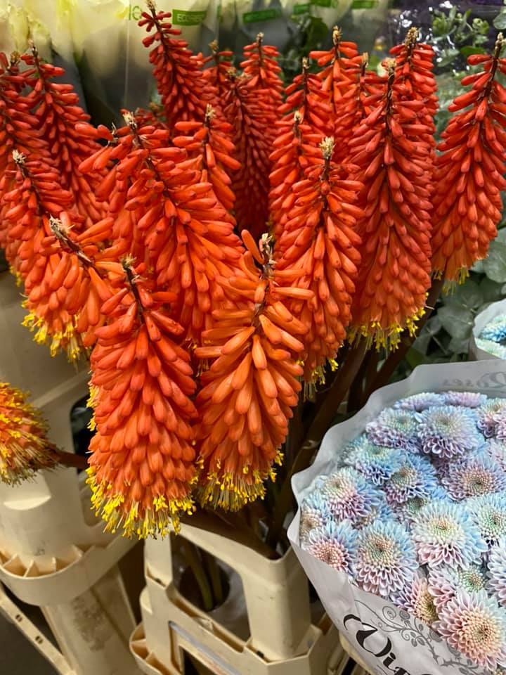 Flora Express
