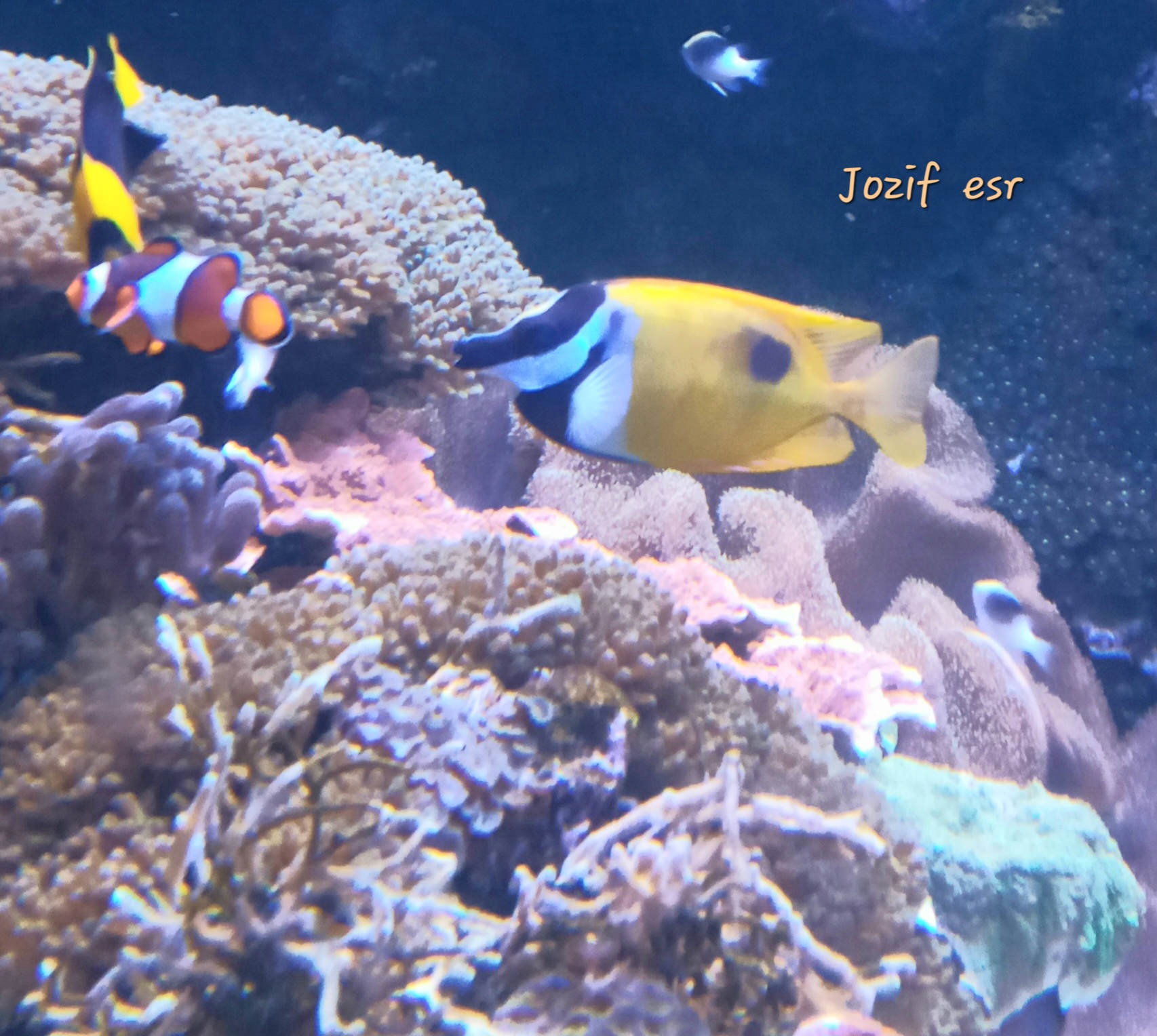 Nature Lovers Of The World | *Botched Foxface Fish at Ripley’s Aquarium ...