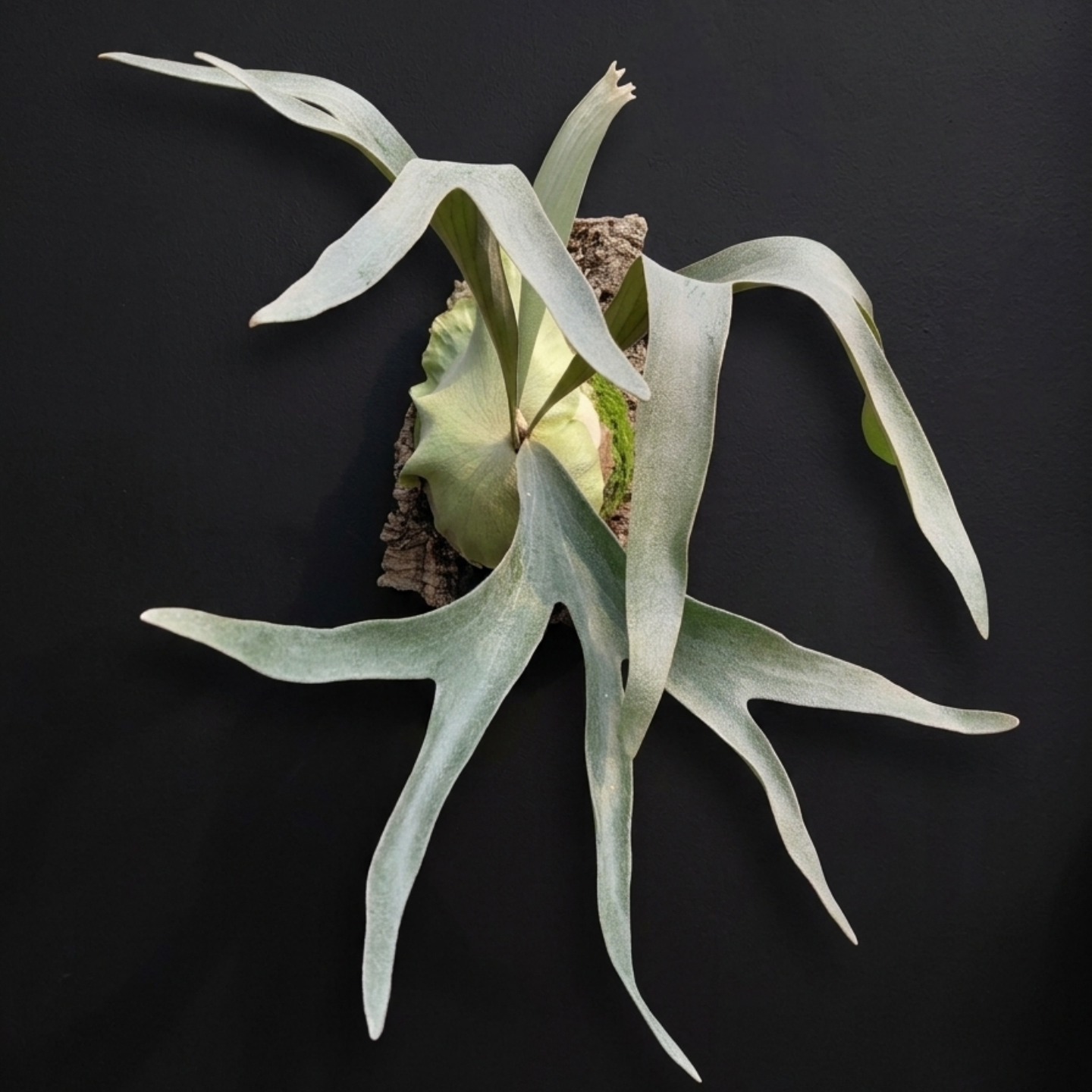 P.ridleyi dwarf silver 5007 Platycerium ridleyi Dwarf Form, Rare