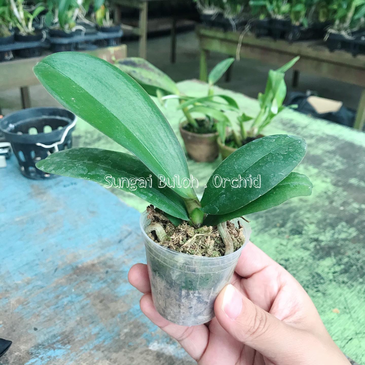 New Arrival For Sungai Buloh Orchid Flower Pot Facebook