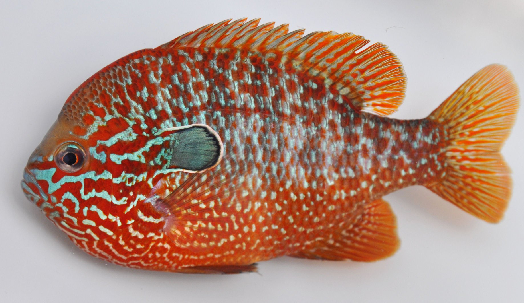 Ozark Longear Sunfish - Lepomis... - Zimmerman's Fish | Facebook
