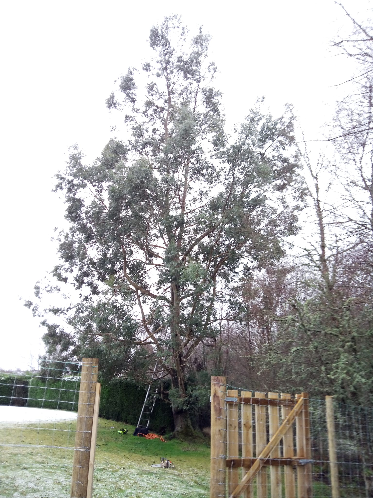 On Thursday we had the pleasure of... - Samurai Tree Care