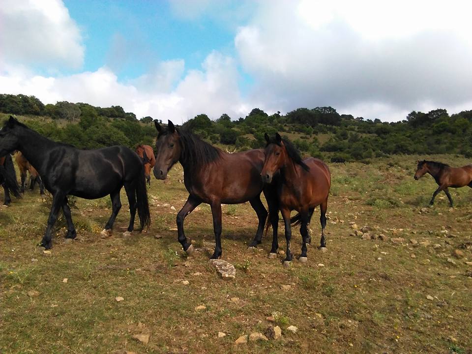 Allevamento Corvi - Cavallo Tolfetano - In primo piano, due ...